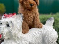 Toy poodle yavrularımız