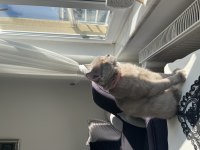 Eğitimli Aşılı British Shorthair