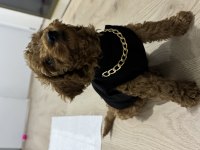 2,5 Aylık Aşılı Tuvalet Eğitimli Toy Poodle