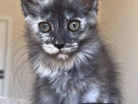 Türkiyenin her yerine teslim xxl maine coon
