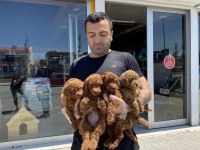 Toy Poodle yavrular hazır Ankara mağazamızda  görün 