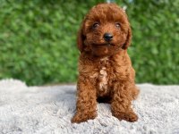 Toy poodle bebekler
