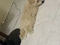 Maltipoo Köpeğimizi Sahiplendirme