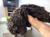 2 erkek toy poodle