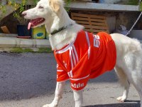 1 yaşında dişi labrador