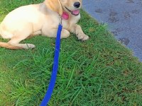 Saf golden retriever