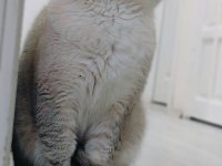 British shorthair kedimize eş aranıyor