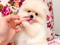 AYI SURAT DİŞİ POMERANİAN BOO YAVRU