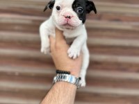 Korsan maskeli orjinal bulldog