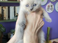 Sahiplendirme british shorthair