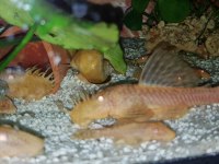 Albino Cüce Vatoz