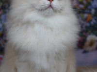 British Longhair Erkek