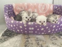 Aile arayan british shorthair bebişler