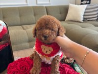 Tatlı poodle kızım Hera