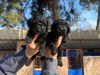 Siyah toy poodle yavrularımız