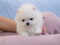Pomeranian Boo Teddy Bear Ayıcık Surat Yavrularımız