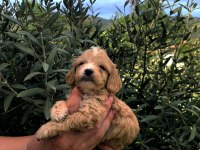 IRKININ SÜPER STARI A KALİTE TEACUP MALTİPOO BEBEKLER