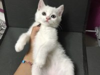 British Yavru Kedi