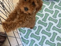 TOY POODLE YAVRUMUZ YENİ AİLESİNİ ARIYOR