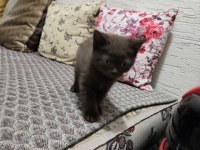 British shorthair yavru erkek