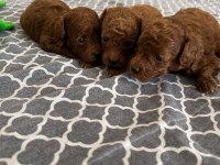 Poodle tea cup dark brown yavrular