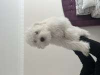 Köpeğimiz Mia güzel bir yuva arıyor
