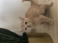 1 aylık yavru british shorthair