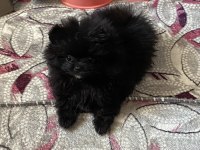 Kendini farklı hissedenler için pomeranian