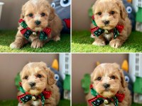 Uyguna mini boy tüy dökmez maltipoo yavrular