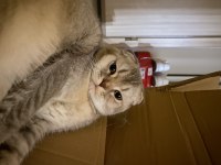Scottish Fold 10 Aylık Tokyoya Eş İlanıdır