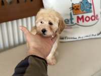 Yasal ruhsatlı çiftlikde ziyarete açık maltipoo yavrular