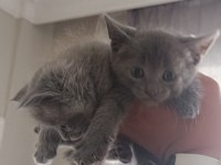 Ev Ortamında Büyümüş British Shorthair Kedilerim