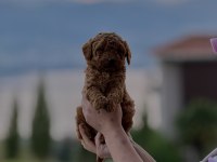 Toy Poodle Bebeklerimiz Yeni Yuvalarına Hazır