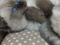 Bebek british shorthair