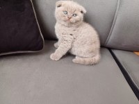 Küçük scottish fold minnoşum