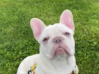 50 GÜNLÜK A KALİTE YAVRULAR FRENCH BULLDOG