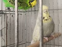 Muhabbet kuşu takımlarımı yaşında genç takımlar