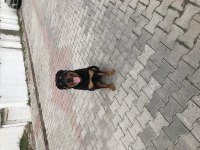 Eğitimli rottweiler köpeği