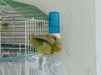 Evcil Forpus Papağanı Çift