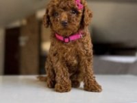 Toy Poodle Bebekler