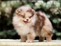 Chocolate Merle Mikro Erkek Yavru Pomeranian (Show)