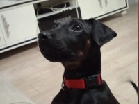 SATILIK YAVRU DOBERMAN