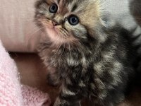 CHİNCHİLLA 4 ERKEK VE 4 DİŞİ