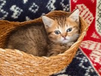 Safkan ırk garantili british shorthair yavrular