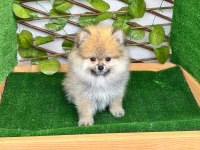 Pomeranian Bebeksiz Ev Kalmasın