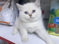 British shorthair ayıcık kardeşler silver point