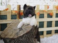 A kalite Amerikan akita yavrularımız