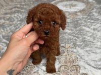Koyu Renk Toy Poodle Yavruları 
