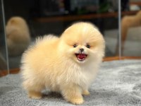 AA Kalite Safkan Garantili Pomeranian Yavrular