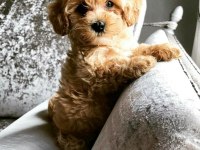 maltipoo korekan 0 numara bebekler